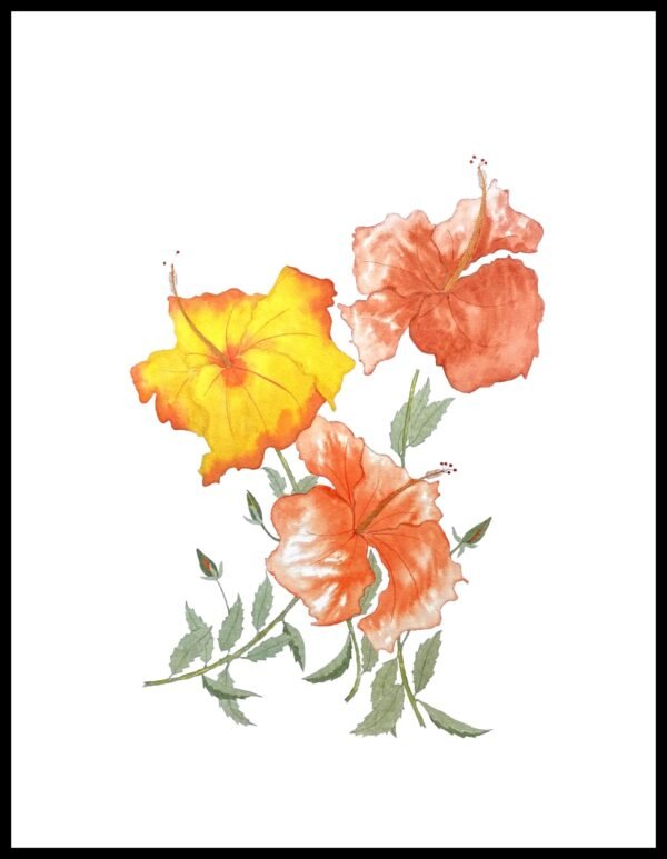 AIM 625 Hibiscus II (S/N LIMITED EDITION)